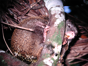 Short-tailed Porcupine