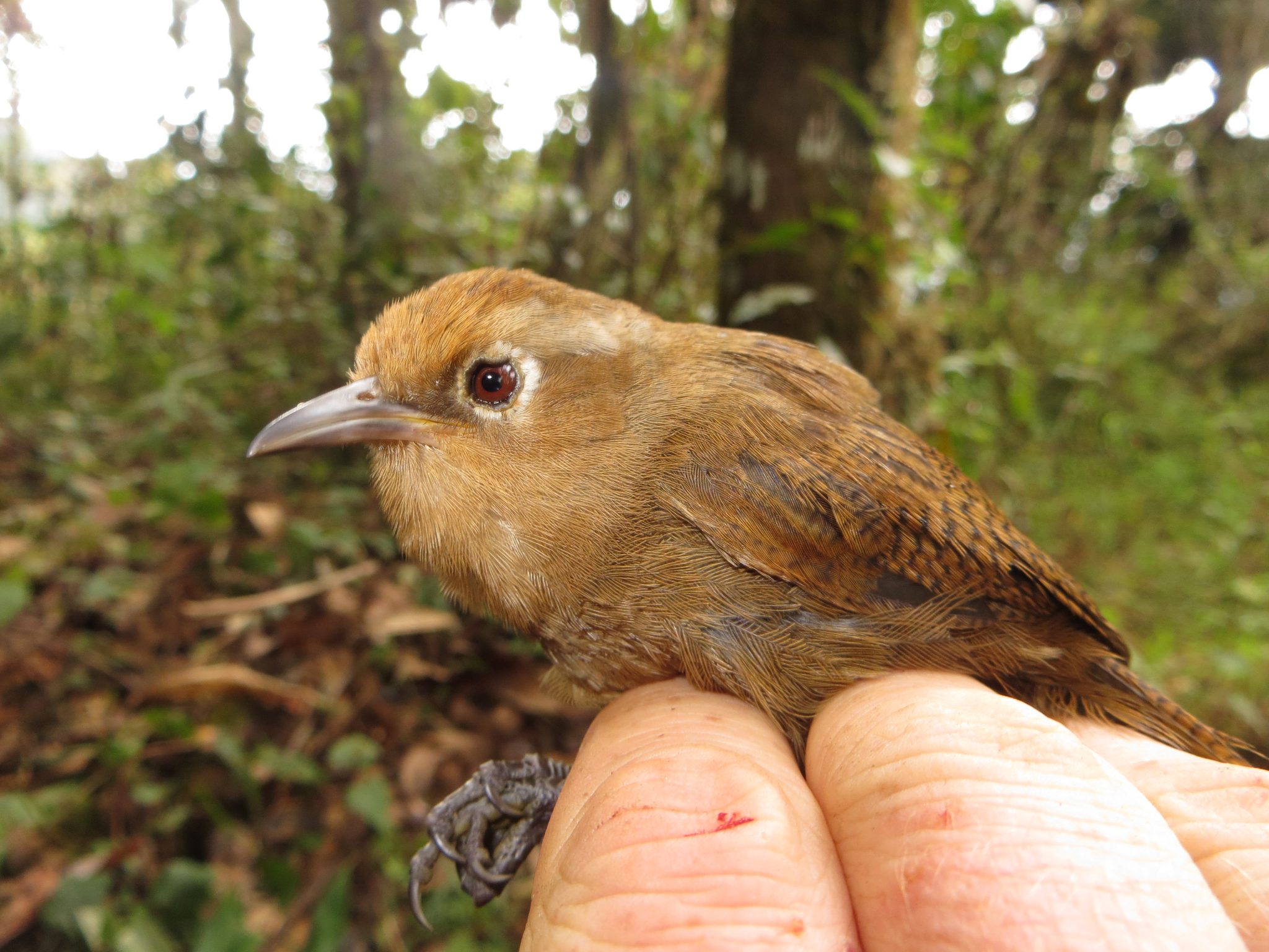 Peruvian Wren