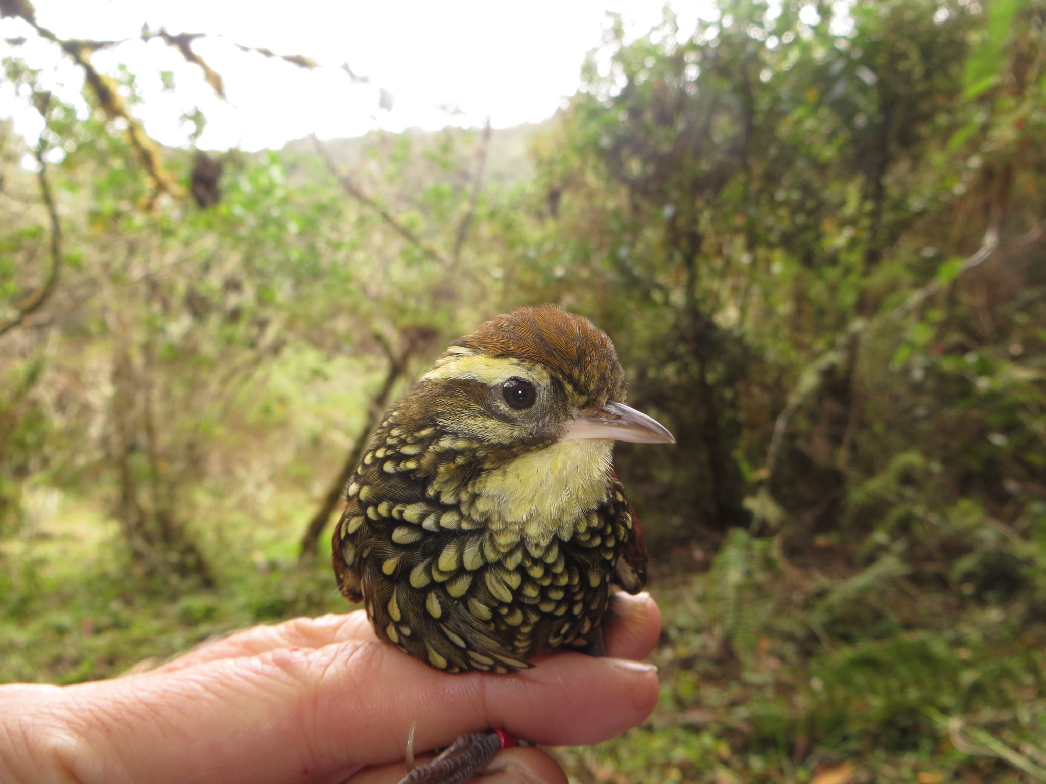 Pearled Treerunner