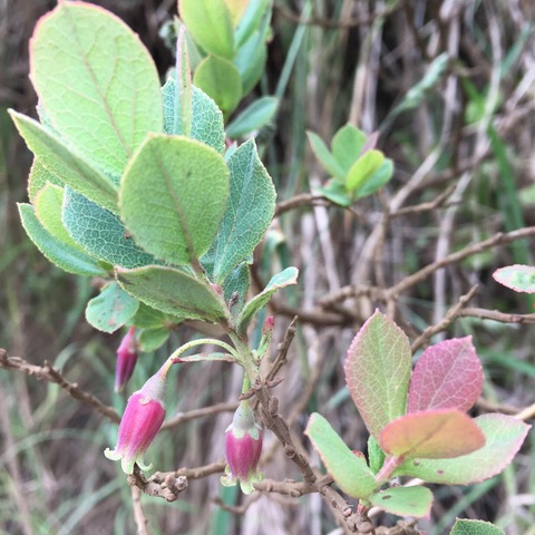 Vaccinium